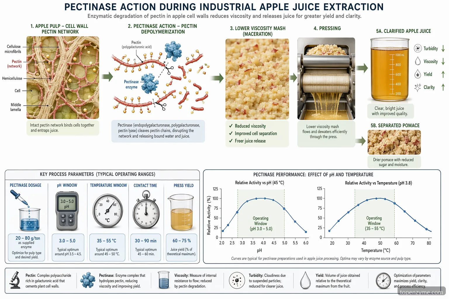 effect of pectinase on apple juice extraction process diagram showing pectin breakdown, pressing, clarification, and QC checks